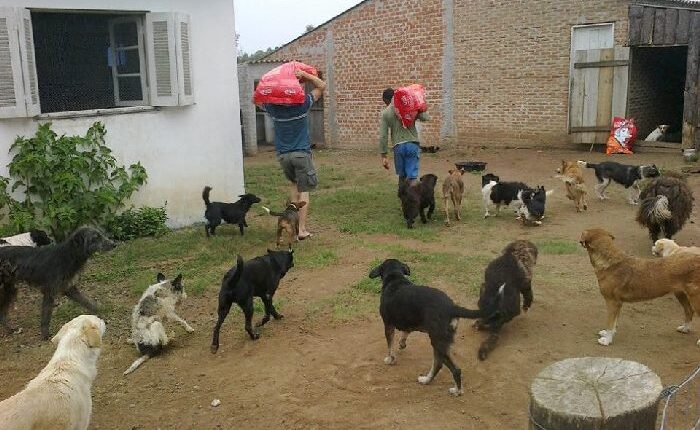 Ajuda aos animais da Morena FLor