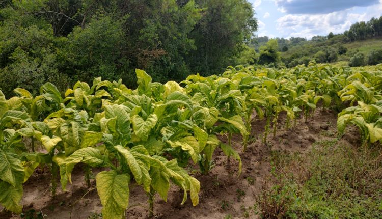 lavoura fumo organico tabaco agricultor